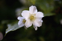 Mock Orange, Philadelphus coronarius, Detail of white coloured flowers growing outdoor.