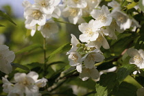 Mock Orange, Philadelphus coronarius, Detail of white coloured flowers growing outdoor.