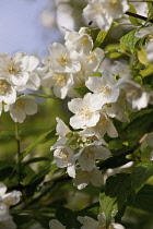 Mock Orange, Philadelphus coronarius, Detail of white coloured flowers growing outdoor.