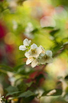 Mock Orange, Philadelphus coronarius, Detail of white coloured flowers growing outdoor.