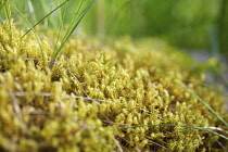 Moss, Abundance of dense yellow mosses growing outdoor.