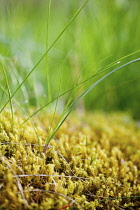 Moss, Abundance of dense yellow mosses growing outdoor.