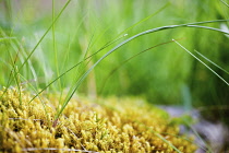 Moss, Abundance of dense yellow mosses growing outdoor.