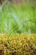 Moss, Abundance of dense yellow mosses growing outdoor.