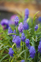 Grape hyacinth, Muscari, Close up of  small purple coloured flowers growing outdoor.