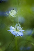 Love-in-a-mist, Nigella damascena, Blue coloured flowers growing outdoor.