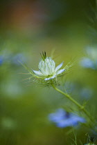 Love-in-a-mist, Nigella damascena, Blue coloured flowers growing outdoor.