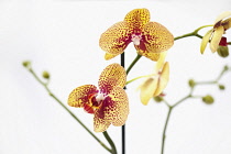 Orchid, Studio shot of peach coloured flower.
