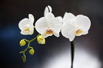 Orchid, Studio shot of white coloured flower.