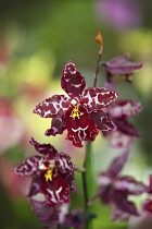 Orchid, Studio shot of red coloured flower.