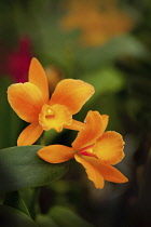 Orchid, Studio shot of orange coloured flower.