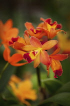 Orchid, Studio shot of orange coloured flower.