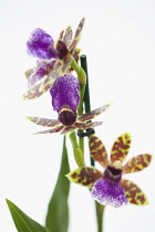 Orchid, Studio shot of purple coloured flower.