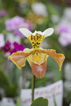 Orchid, Yellow coloured flower growing outdoor.