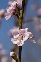 Peach, Prunus persica, Pink flower blossoms growing on tree outdoor.