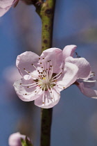 Peach, Prunus persica, Pink flower blossoms growing on tree outdoor.