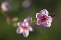 Peach, Prunus persica, Pink flower blossoms growing on tree outdoor.