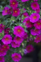 Petunia, Mass of pink coloured flowers growing outdoor.