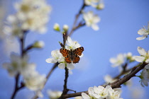 Plum, Prunus domestica, White flower blossoms growing on tree outdoor.