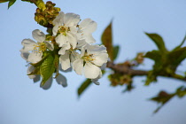 Plum, Prunus domestica, White flower blossoms growing on tree outdoor.