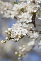 Plum, Prunus domestica, White flower blossoms growing on tree outdoor.