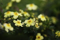 Tormetil, Potentilla erecta, Yellow coloured flowers growing outdoor.