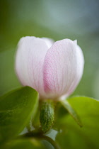 Quince, Cydonia oblonga, Pink coloured flower growing outdoor on the tree.