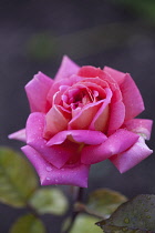 Rose, Rosa, Close up of pink coloured flower growing outdoor showing pattern of petals.