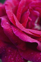 Rose, Rosa, Close up of red coloured flower growing outdoor showing pattern of petals.