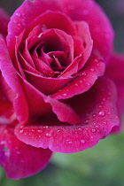 Rose, Rosa, Close up of red coloured flower growing outdoor showing pattern of petals.