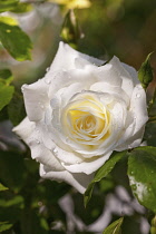 Rose, Rosa, Close up of white coloured flower growing outdoor showing pattern of petals.