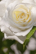 Rose, Rosa, Close up of white coloured flower growing outdoor showing pattern of petals.