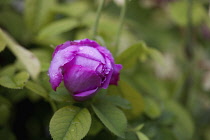 Kalanchoe, Bulgarian Oil Rose, Side view of mauve coloured bud growing outdoor.