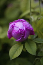 Kalanchoe, Bulgarian Oil Rose, Side view of mauve coloured bud growing outdoor.