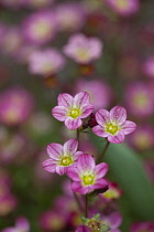 Saxifrage, Detail of small pink coloured flowers growing outdoor.