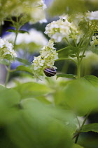 Hydrangea, Snowball Hydrangea, White coloured flowers growing outdoor.
