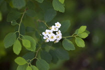 Spirea, Spirea nipponica 'Snowmound', White coloured flowers growing outdoor.