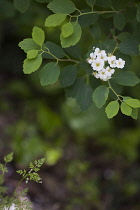 Spirea, Spirea nipponica 'Snowmound', White coloured flowers growing outdoor.