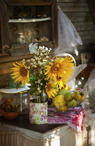 Sunflower, Helianthus, Yellow cut flowers in bucket on patio.