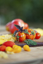 Tomato, Lycopersicon esculentum , Studio shot or red tomatoes on wooden board.