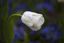 Tulip, Tulipa, Side view of white coloured flower growing outdoor.