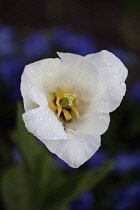 Tulip, Tulipa, Aerial view of white coloured flower growing outdoor showing stamen.