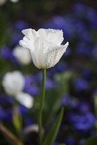 Tulip, Tulipa, Side view of white coloured flower growing outdoor.