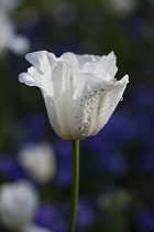 Tulip, Tulipa, Side view of white coloured flower growing outdoor.