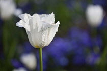 Tulip, Tulipa, Side view of white coloured flower growing outdoor.