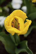 Tulip, Tulipa, Side view of yellow coloured flower growing outdoor showing stamen.