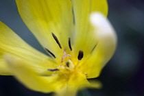 Tulip, Tulipa, Side view of yellow coloured flower growing outdoor showing stamen.