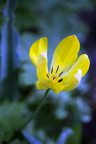 Tulip, Tulipa, Side view of yellow coloured flower growing outdoor showing stamen.