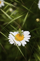 Daisy, Ox-eye daisy, Leucanthemum vulgarem, Wild white coloured flower growing outdoor with insect.