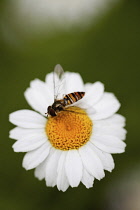 Daisy, Ox-eye daisy, Leucanthemum vulgarem, Wild white coloured flower growing outdoor with insect.